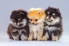 Beauty and Joy of Pomeranian Puppies