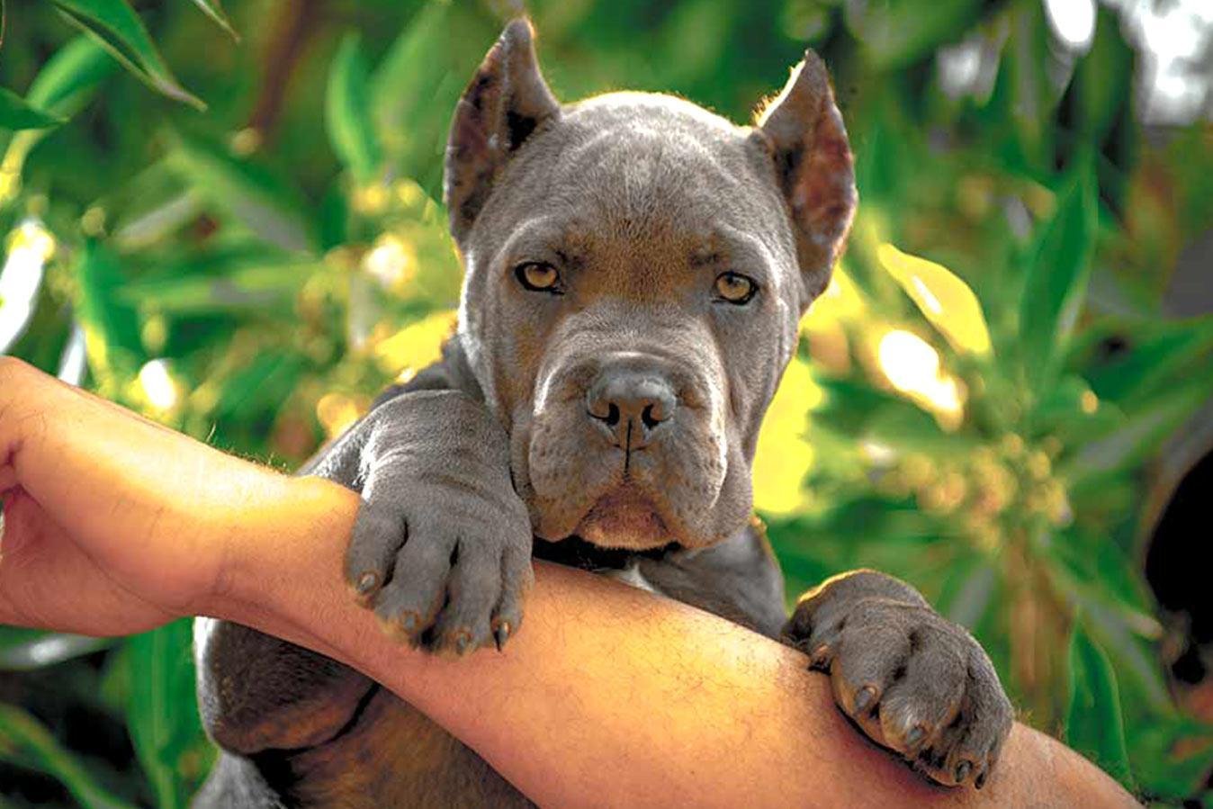 أسعار كلاب البودل توي بودل للبيع | تشاو تشاو | Cane Corso للبيع في الإمارات